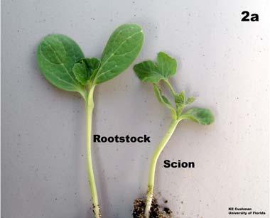 Grafting Techniques for Watermelon page 3 Side Graft Rootstock seedlings should have at least one true leaf, and scion