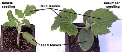Definitions Cotyledons or Seed Leaves embryonic leaves that appear after a seed germinates.