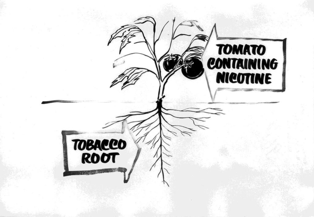 Definitions Rootstock the plant that functions as the root system and receives the scion. All commercially available rootstocks are hybrids and will not grow out an edible tomato. Also known as stock.