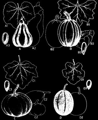 hispida 126 rootstock- scion combinations Others: C. maxima; C. moschata; C. pustulatus; L.