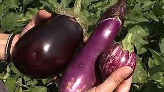 Eggplant- Solanum melongena 18% Rootstock eggplant Disease resistance of rootstocks Stress Importance Biotic stress Abiotic stress 1 Meloidogyne