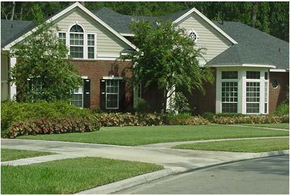 lawns in FL Released in early 1970s Initially had chinch bug resistance