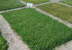 Delmar and Seville Dwarf cultivars mow at 2 2.