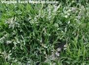 Annual Bluegrass Nimbleweed Broadleaf Weeds
