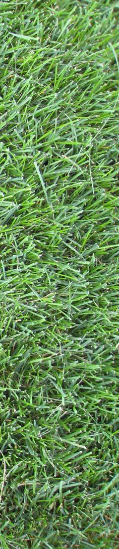 Tall Fescue Deepest rooting of any cool-season turfgrass Tolerates low fertility; excellent nitrogen use efficiency Few diseases if not over-fertilized Endophyte enhances drought tolerance and