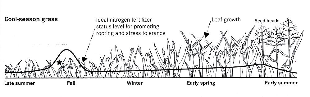 When to Fertilize From Brede 2000 Late summer or early fall fertilization promotes shoot density and rooting Spring fertilization improves color Early summer fertilization increases leaf growth and