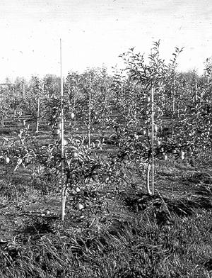 HYG-1401-00 page 3 semi-dwarf trees are easier to manage, and they produce fruits earlier than standard-size trees.