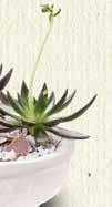bromeliads and succulents need 8 QT (200/pallet) Fafard Orchid Potting Mix Ideal for terrestrial