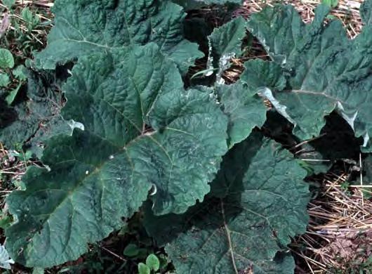 Common Name: Common Pigweed Scientific