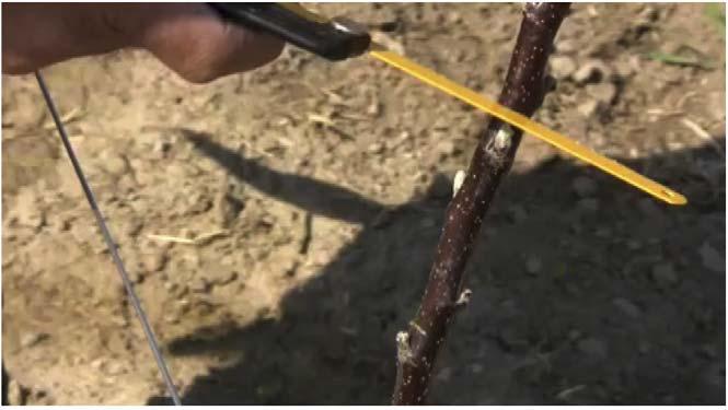 Using Heading vs. Notching With or Without BA Application to Induce Branching in Non-feathered, First-leaf Apple Trees Jon M. Clements and Wesley R.