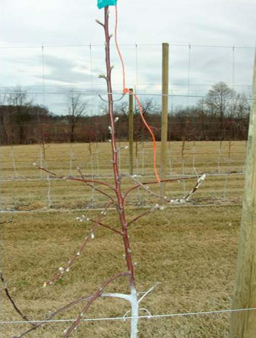 Figure 4. Untreated tree after one season. W.P. Cowgill photo. Figure 6. BA-treated tree after one season. W.P. Cowgill photo. Figure 5. Notched tree after one season. W.P. Cowgill photo. a rate of 375 ppm (12 ounces/5 gallons of water) when new terminal growth was approximately 1 to 3 inches long.