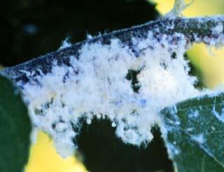 Aphids Woolly Apple Aphid Occasional