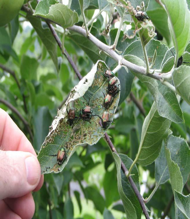 Japanese Beetle Will feed on foliage and