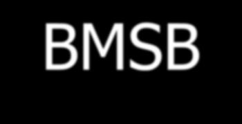 BMSB Active since 2009 from Asia Has