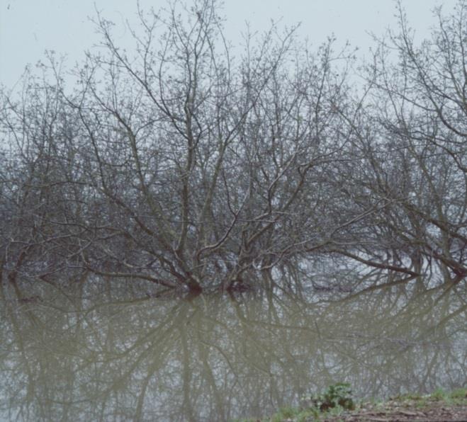 resources for flooded orchards outside and inside the levees, including riverbank sloughing, such as occurred extensively along the Feather River. Photo 1.