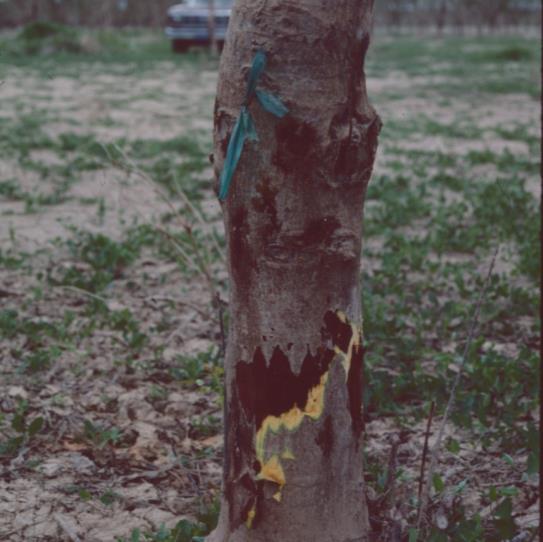 Photo 2B (taken May 5, 1986) This resulted in aerial Phytophthora bleeding cankers (see arrow) and tissue damage (evident where bark removed).