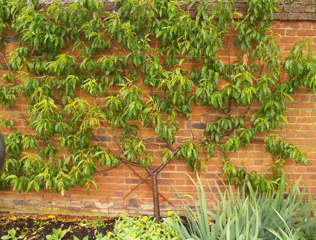 CHAPTER 1 INTRODUCTION Training this peach tree to grow against a wall has many benefits: aesthetic and practical.