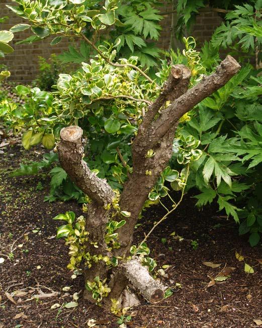 Cut back into living tissue beyond any signs of disease. Make your cuts as neat an as small as possible. This means cutting at right angles to the side of the branch or shoot.