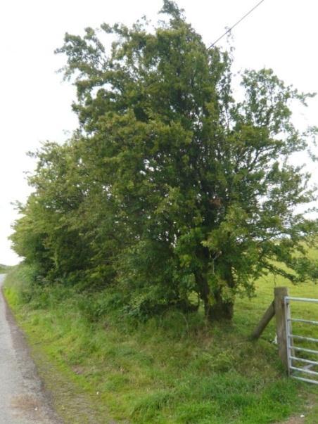 Figure 16 passing place 1 i ii iv. It is proposed that the fence/hedge line will be set back between 3.2m and 3.5m. This comprises a fairly tall old hawthorn, with elder, willow, birch and pine.