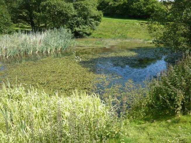 Figure 4 Large pond with great crested newt potential 7. Small narrow flowing stream.