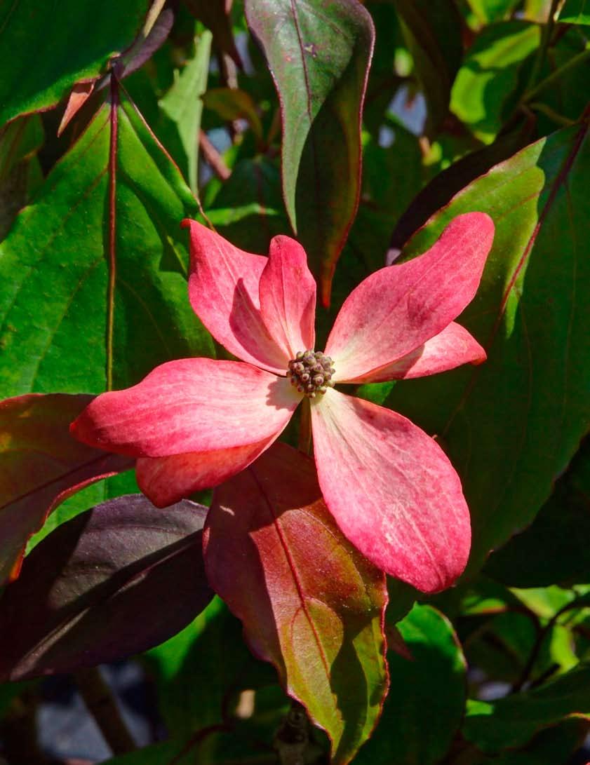 dogwoods Little Ruby flowering dogwood is the first new hybrid dogwood to be released from a breeding program headed up by Thomas