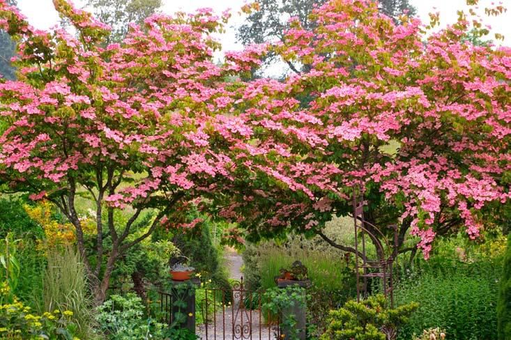 dogwoods Cornus kousa Satomi, also known as Miss Satomi, is a longtime favorite due its clusters of tiny pink flowers.