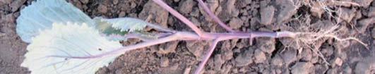 Seed Beds: Bare-Root, Field-grown Brassica Transplant Production Bare- root transplants grown in outdoor seedbeds can be a money and labor saving option for vegetable growers.