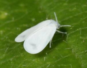 Insect pests as trojan horses (cont d) Whiteflies