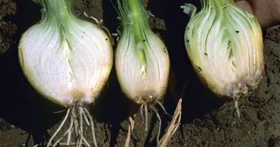 This virus infects onion, garlic,