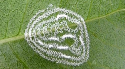 Whiteflies Eggs are laid on leaves in