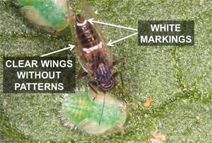 Psyllids The main concern in vegetable production is the tomato/potato