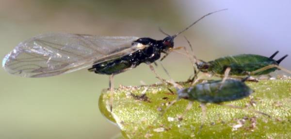 Common aphids in vegetable crops are