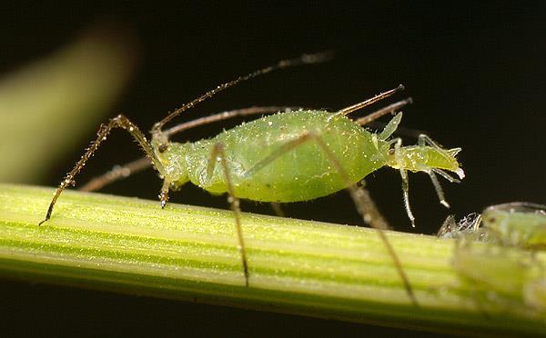 aphid, and potato aphid.