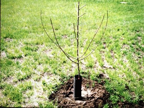 be thrown through the tree. Severe pruning often will cause an apple tree to produce vigorous side shoots from the trunk called suckers.