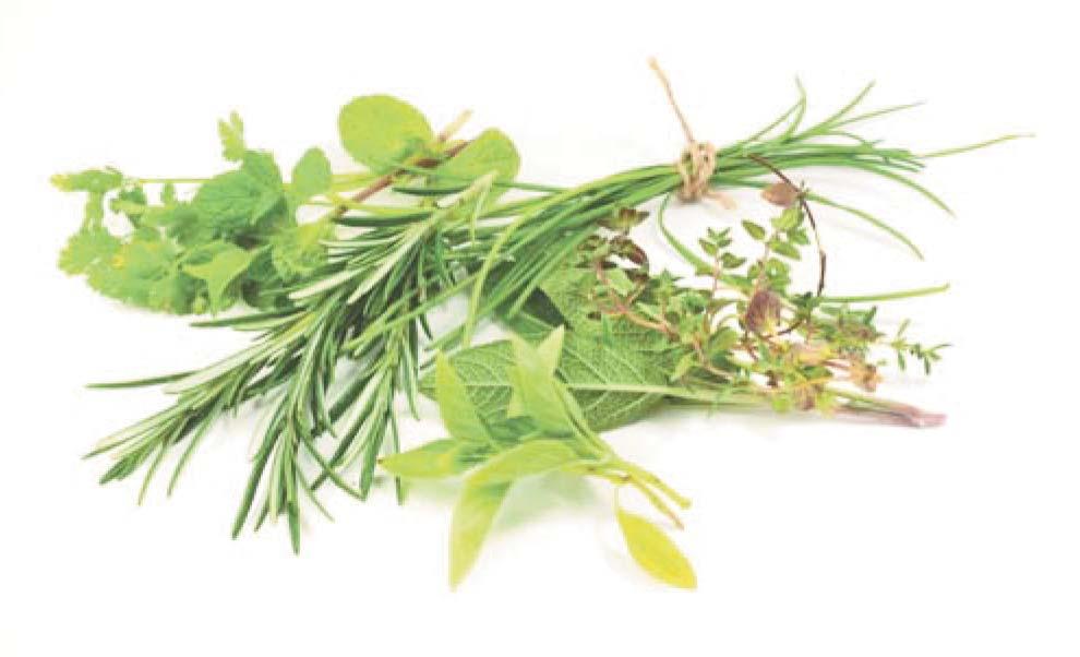 Herbs Defined by the Merriam-Webster online dictionary as a seed-producing annual, biennial, or perennial that does not develop persistent woody tissue but dies down at the end of a growing season,