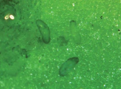 Why are thrips so difficult to control?