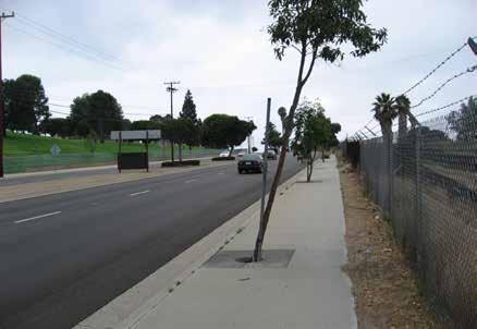 2.2 Planting Plan Western Avenue Landscape The recommended landscape character along Western Avenue is formally spaced strong vertical pine trees, located along the back of curb in tree wells and