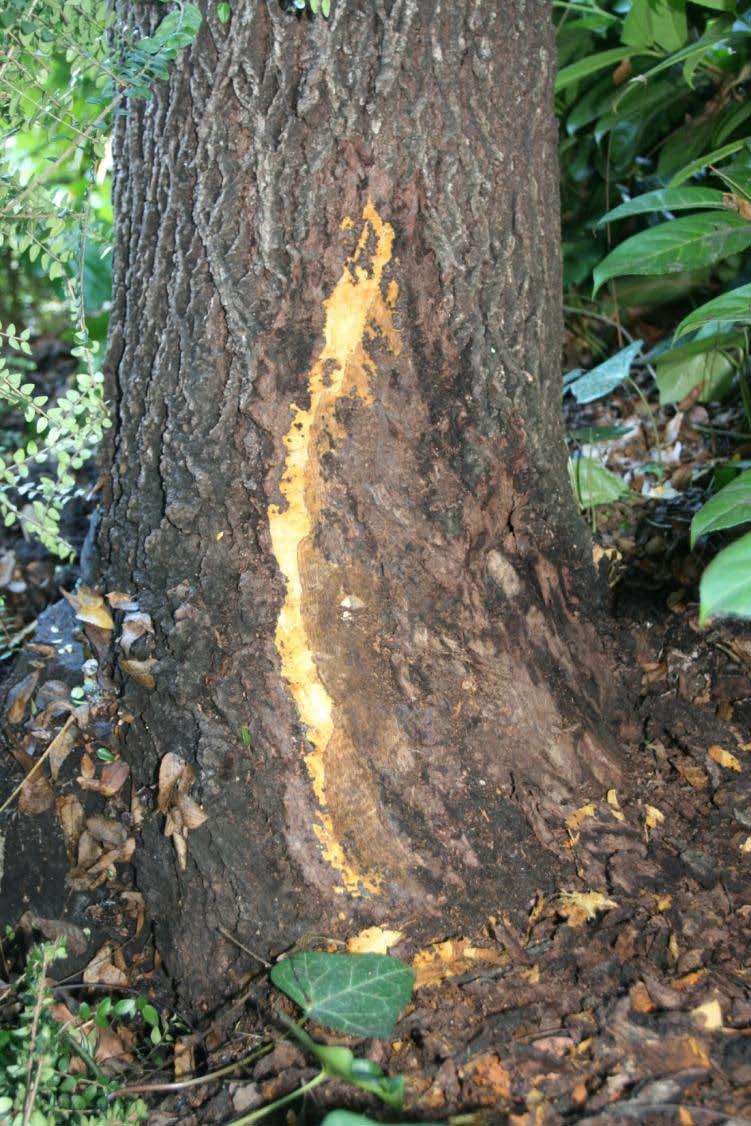 Phytophthora Many species thrive in warm, wet soil e.g., P.