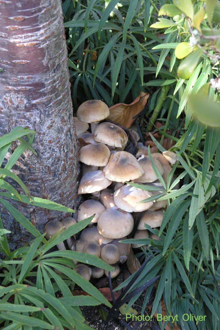 Armillaria (oak root rot) Opportunist > Primary Common in California soils Likes: Summer irrigation Consistently