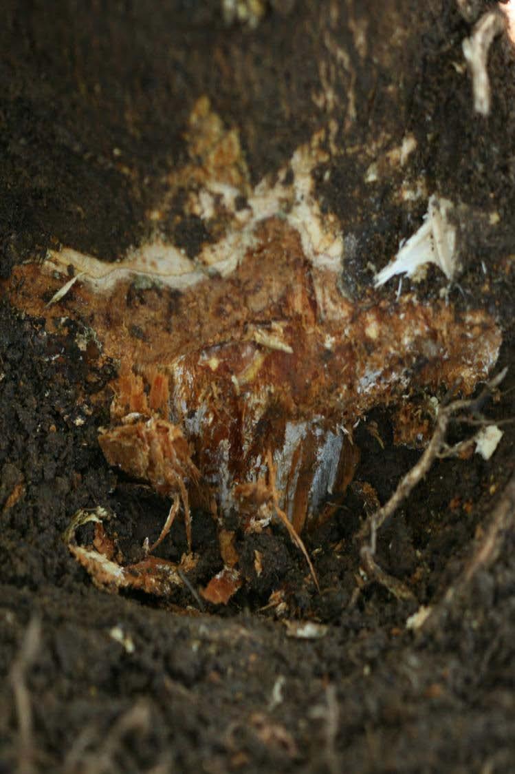 Armillaria Oak Root Rot White mycelia Usually bark is soft where disease is advanced