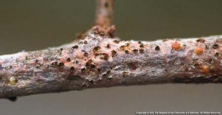 Oak Twig Blight Black pimple like growths on recently killed