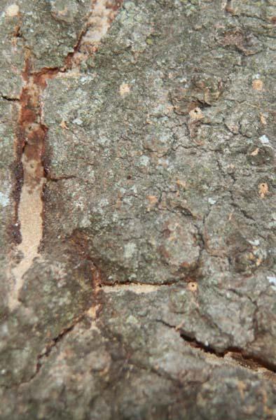 Beetles that attack oaks Bark & ambrosia beetles Pin-sized boring holes