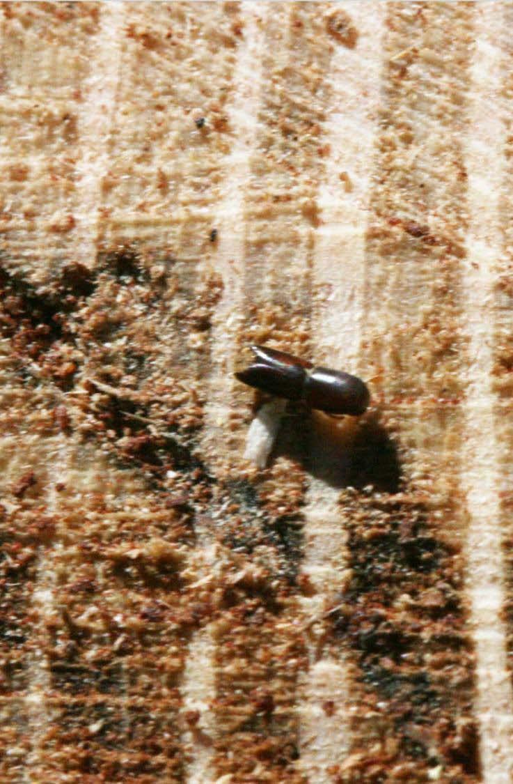 Ambrosia beetle The last part of SOD Don t need Phytophthora to kill trees See and smell drought