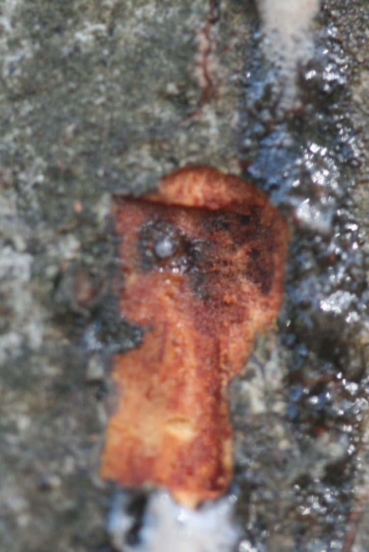 Oak bark beetle Tunnels may flux New fungal associate Geosmithia pallida