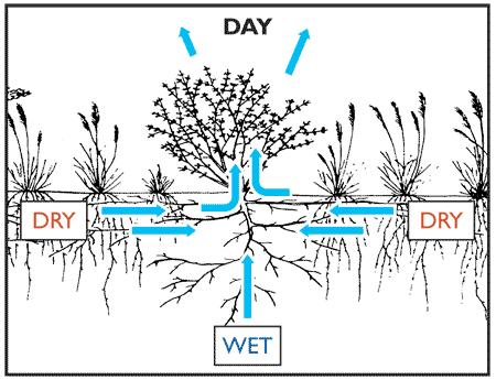 Trees as water managers