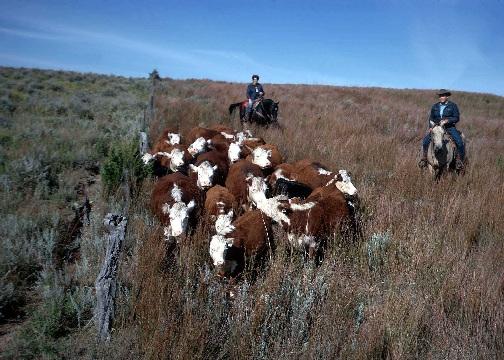 To Protect Soil Function and Rangeland Health Reduce soil surface disturbance, especially in arid areas. Minimize grazing and traffic when the soil is wet.