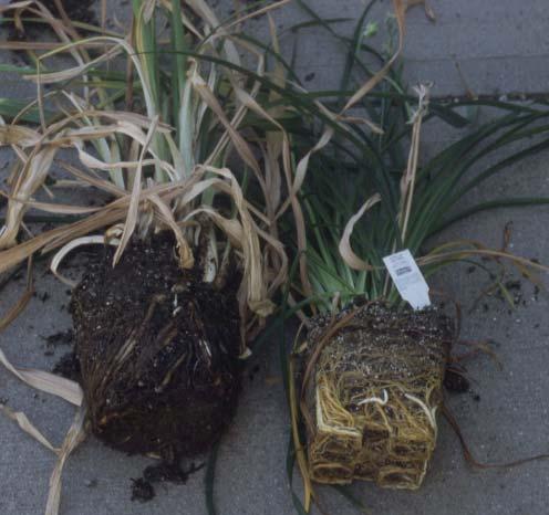 Water related problems Common symptoms of overwatering Foliage yellows or wilts Root