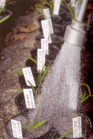 How to Water Properly When hand watering always use a