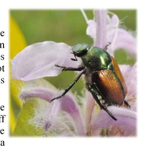 Page 3 Japanese Beetle Activity Continues Source: Lee Townsend, Extension Entomologist Japanese beetles have made a comeback so far this year with significant problems in some areas of the state.