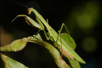Each mantid species looks slightly different from one another (see the images).
